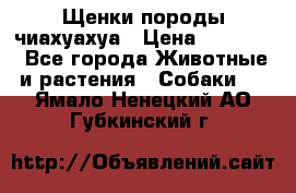 Щенки породы чиахуахуа › Цена ­ 12 000 - Все города Животные и растения » Собаки   . Ямало-Ненецкий АО,Губкинский г.